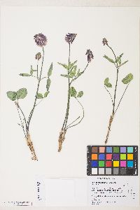 Trifolium kingii subsp. macilentum image