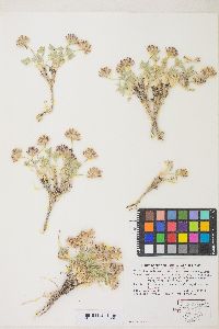 Trifolium andersonii image