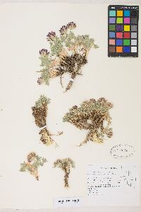 Trifolium andersonii var. beatleyae image