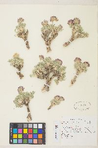 Trifolium andersonii var. beatleyae image