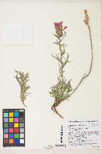 Castilleja chromosa image