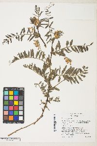 Vicia nigricans subsp. gigantea image