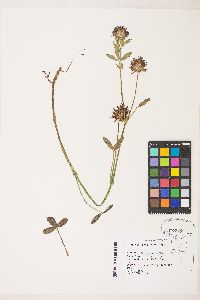 Trifolium wormskioldii image