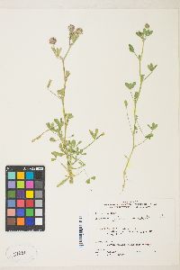 Trifolium wormskioldii image