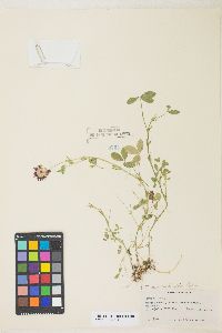 Trifolium wormskioldii image