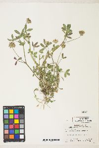 Trifolium wormskioldii image