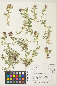 Trifolium wormskioldii image