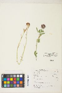 Trifolium wormskioldii image