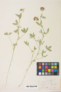 Trifolium wormskioldii image