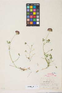 Trifolium wormskioldii image