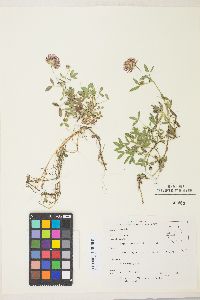 Trifolium wormskioldii image