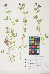 Trifolium wormskioldii image