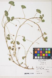 Trifolium subterraneum image