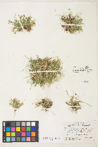 Trifolium monanthum var. monanthum image