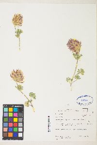 Trifolium macrocephalum image