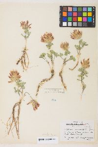 Trifolium macrocephalum image