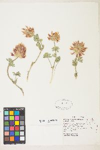 Trifolium macrocephalum image