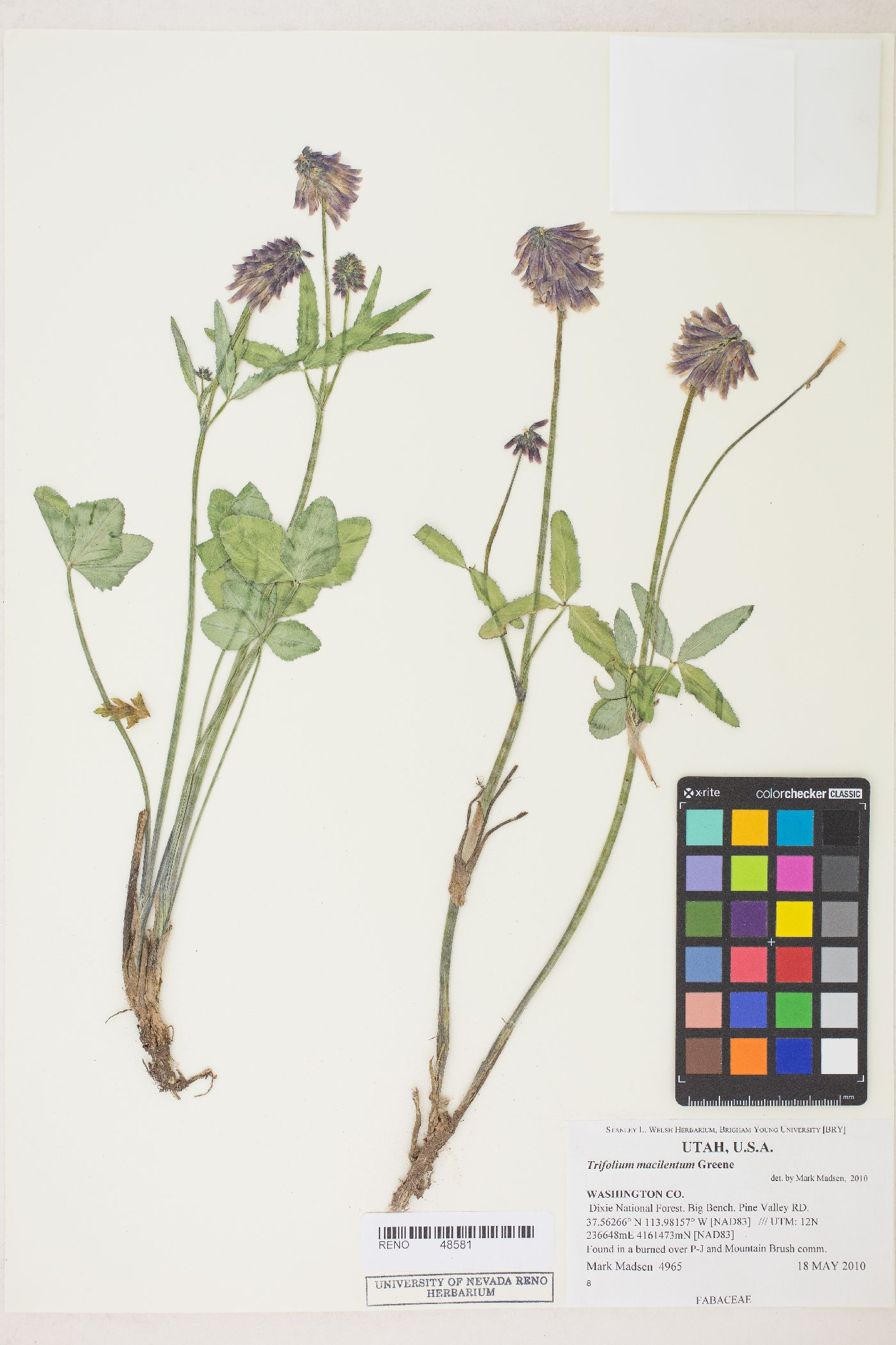 Trifolium kingii subsp. macilentum image