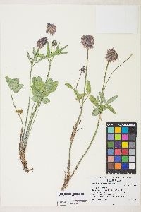 Trifolium kingii subsp. macilentum image