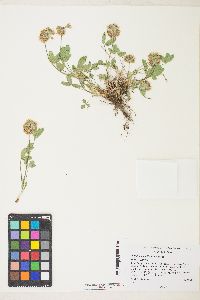 Trifolium kingii subsp. macilentum image