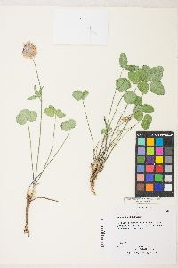 Trifolium kingii image