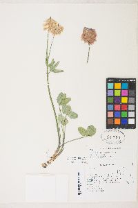 Trifolium kingii image