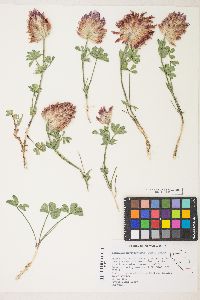 Trifolium macrocephalum image