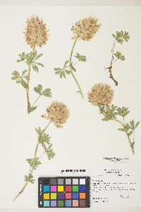 Trifolium macrocephalum image