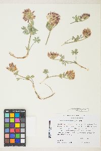 Trifolium macrocephalum image