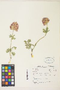 Trifolium macrocephalum image