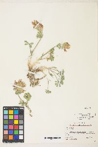 Trifolium macrocephalum image