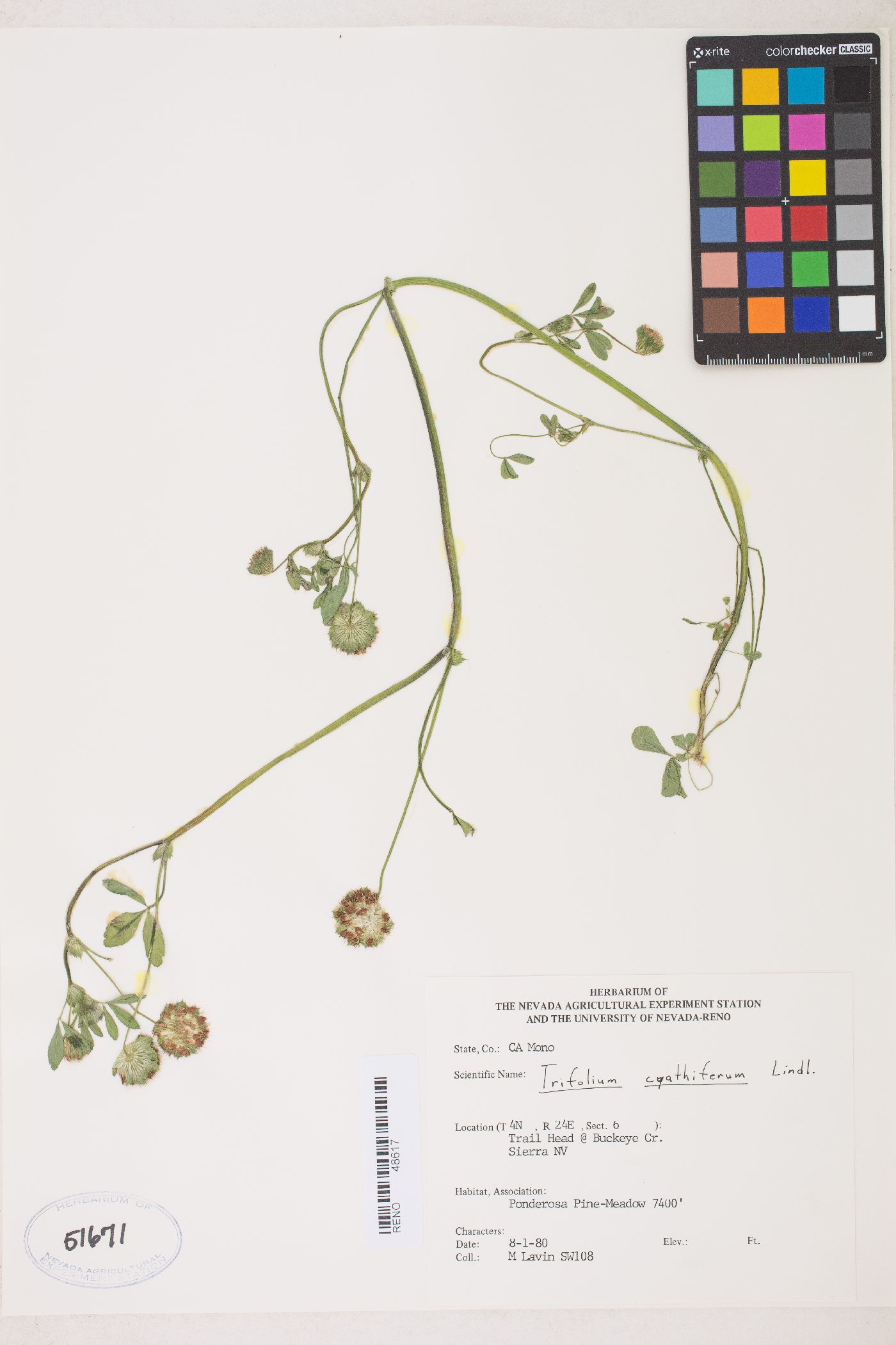 Trifolium cyathiferum image