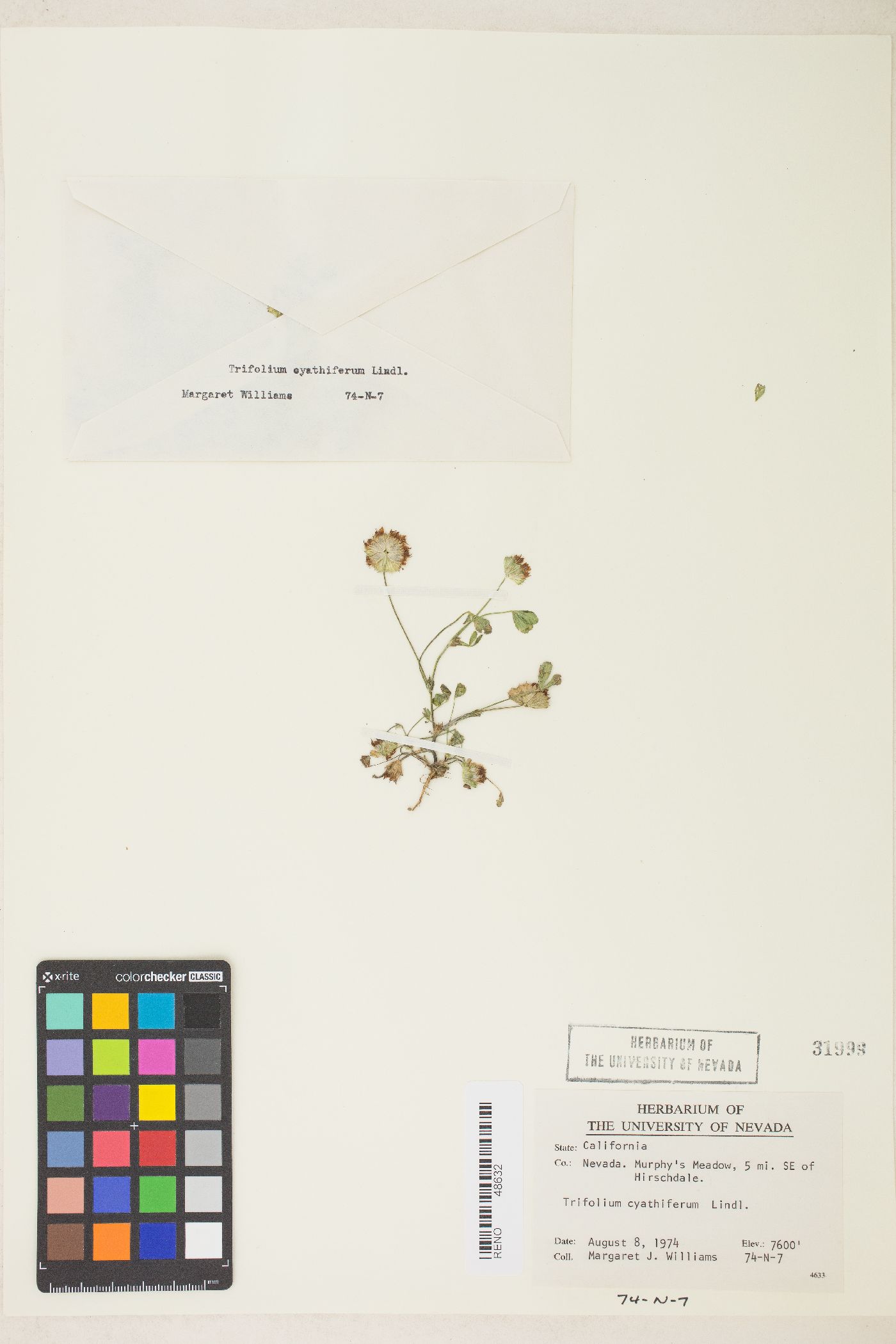 Trifolium cyathiferum image