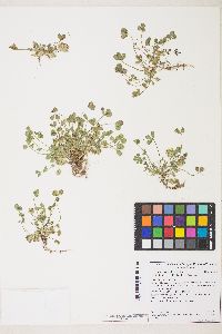 Trifolium cyathiferum image