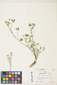 Trifolium cyathiferum image