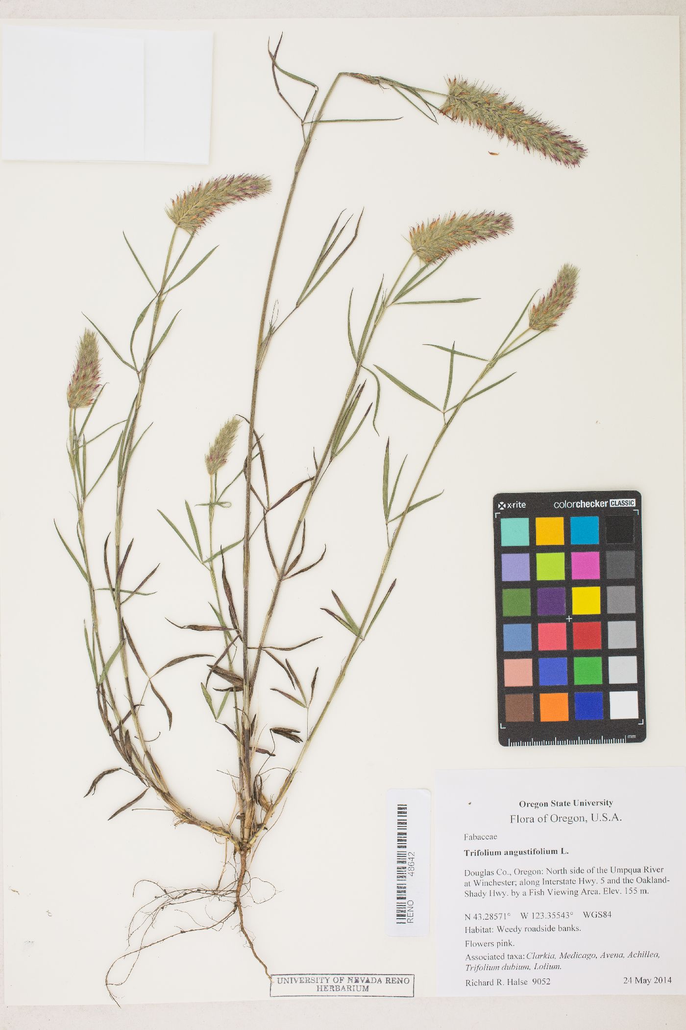 Trifolium angustifolium image