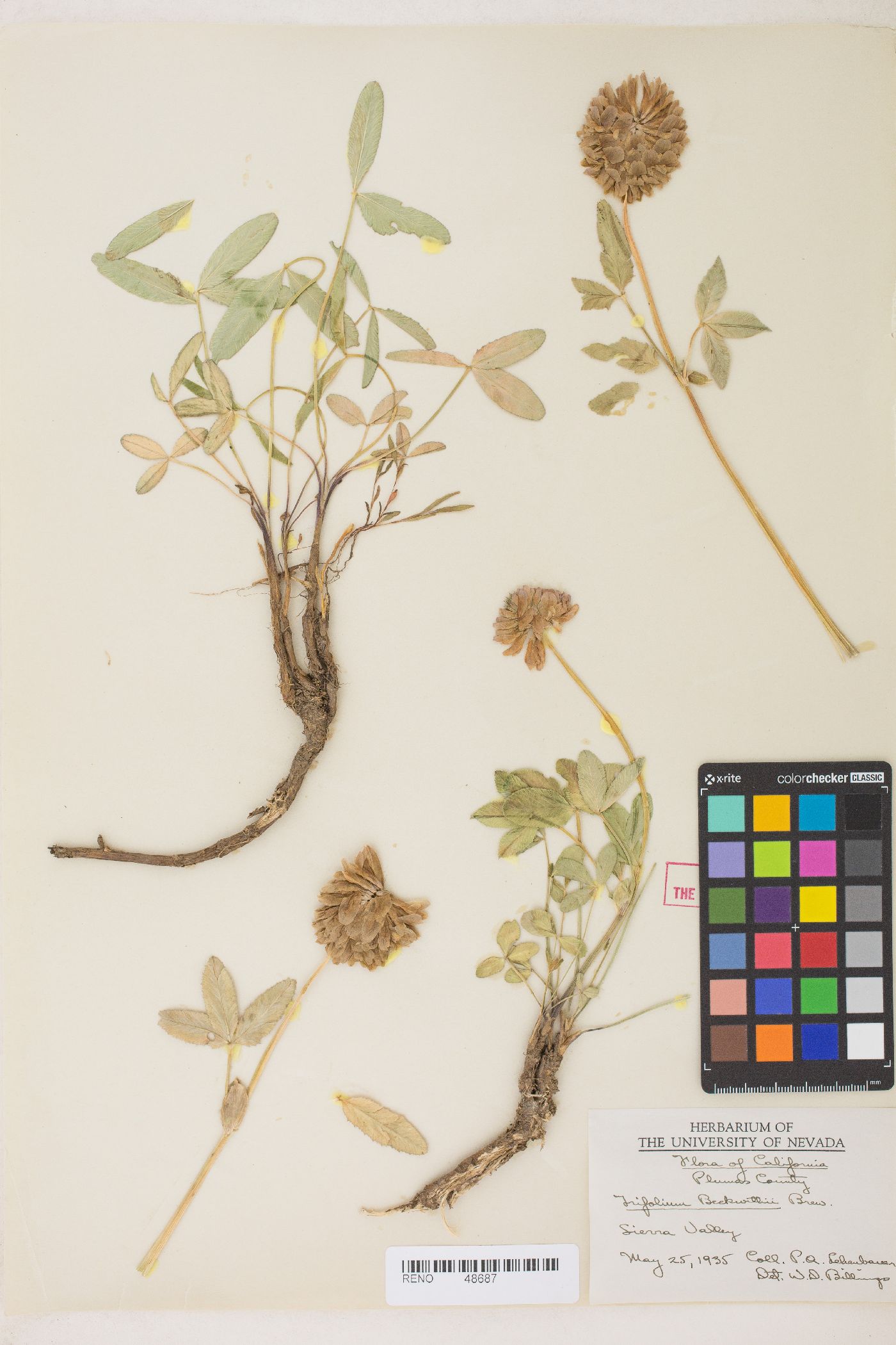 Trifolium beckwithii image