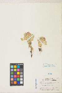 Trifolium andersonii image