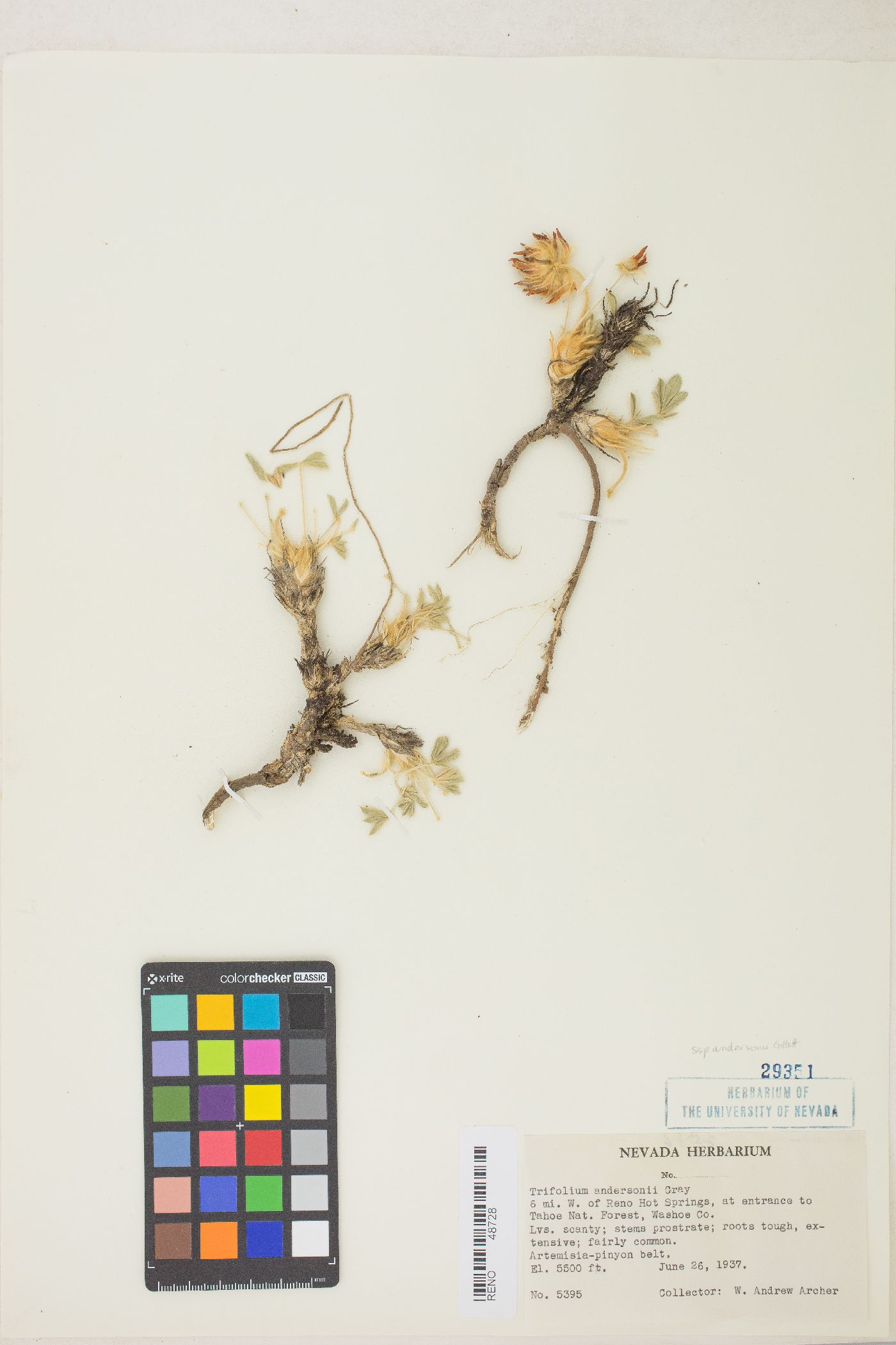 Trifolium andersonii var. andersonii image