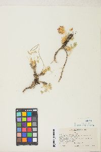 Trifolium andersonii image