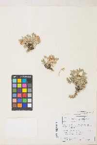 Trifolium andersonii image