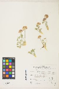 Trifolium andersonii image