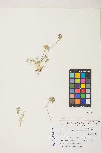 Trifolium andersonii var. beatleyae image