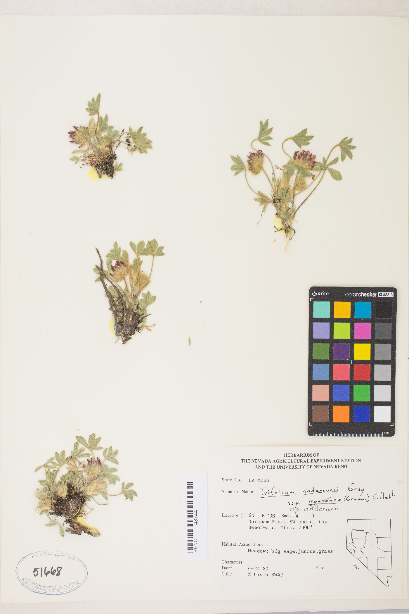 Trifolium andersonii var. andersonii image