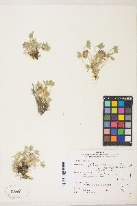 Trifolium andersonii image