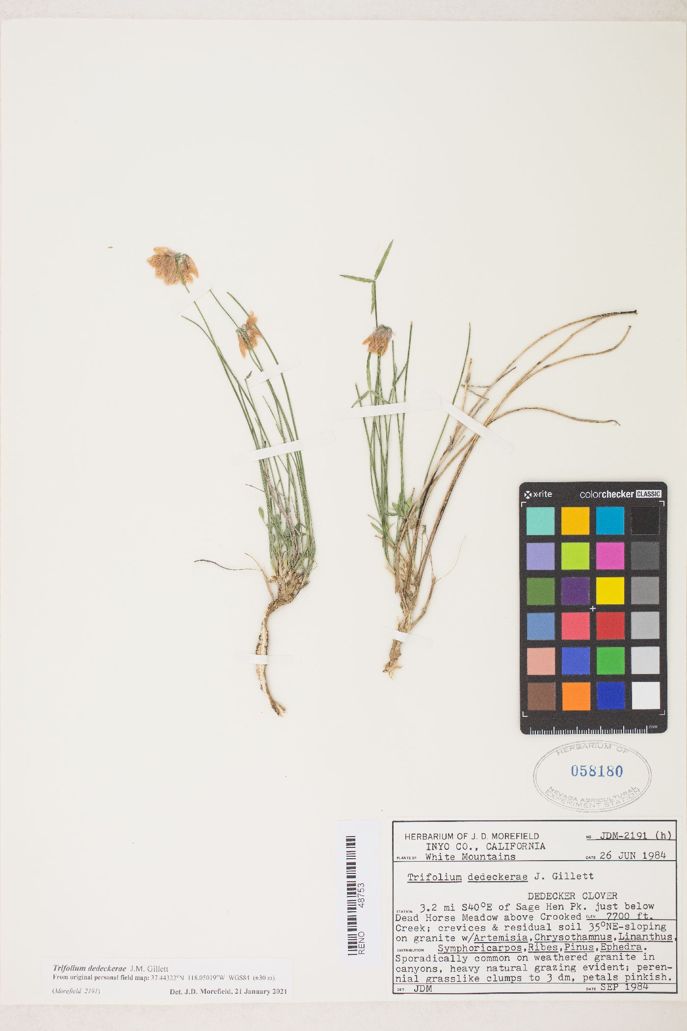 Trifolium dedeckerae image
