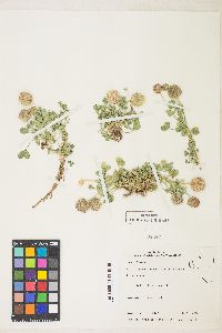 Trifolium fragiferum image