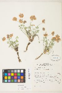 Trifolium lemmonii image