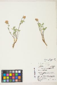 Trifolium lemmonii image