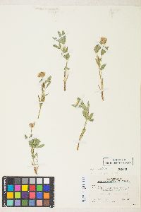 Trifolium longipes subsp. reflexum image